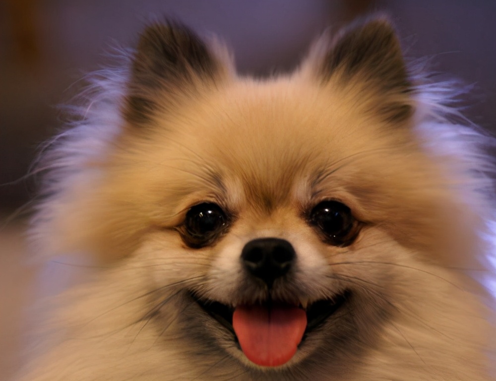 两个月博美泪痕很严重怎么办,博美狗狗泪痕严重怎么办