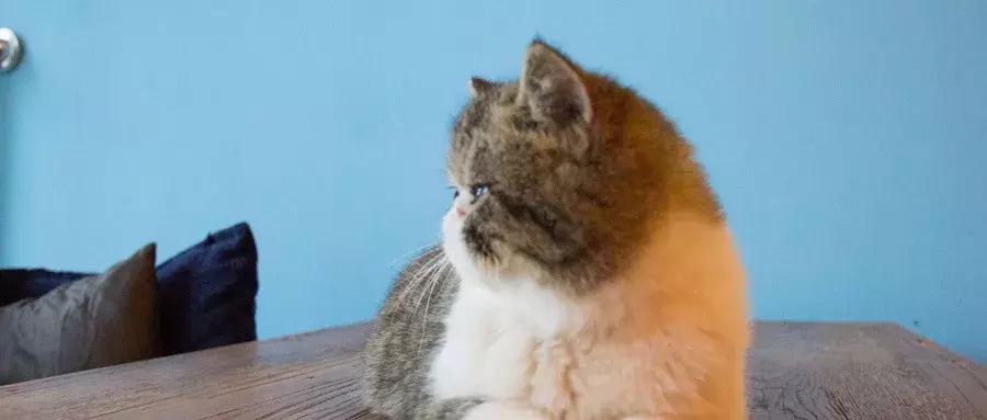 猫咖越来越受欢迎的原因,为什么年轻人喜欢去猫咖