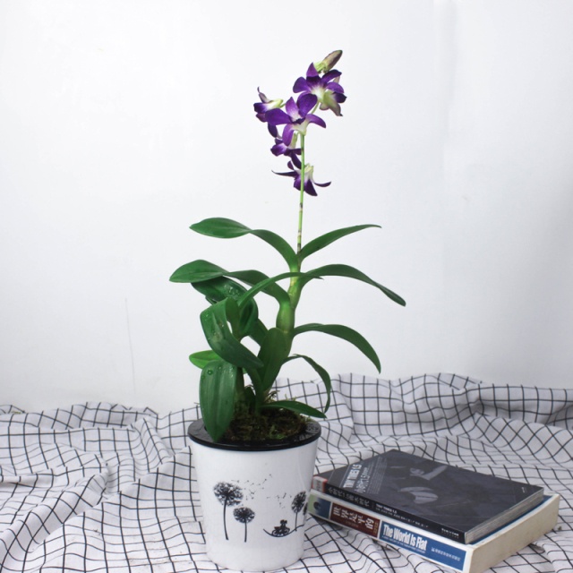 刚上盆的石斛黄叶了是什么原因,石斛叶子黄了是什么原因引起的