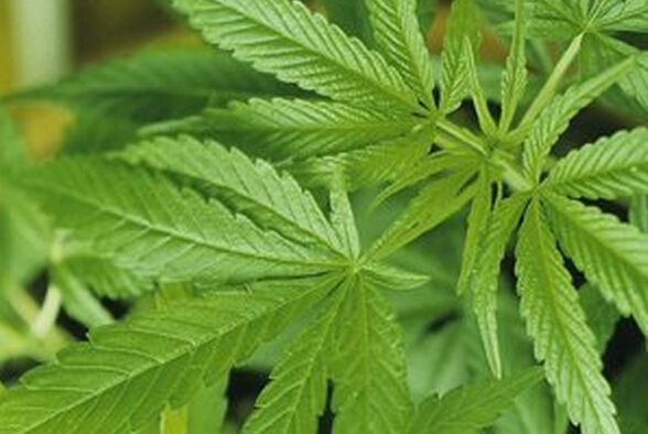 “飞叶子”浪潮下，*麻大***毒涉**案该怎样辩护？