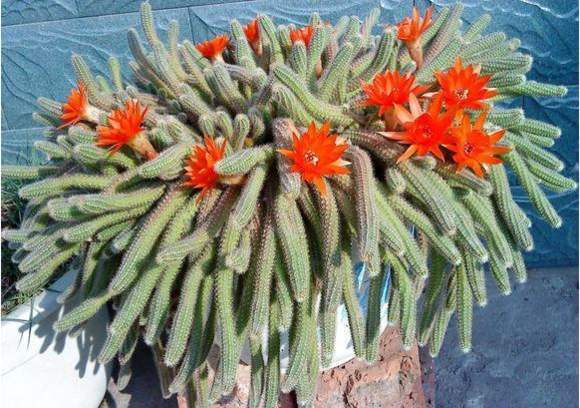 各个属相的幸运植物,十二属相的吉祥植物是什么