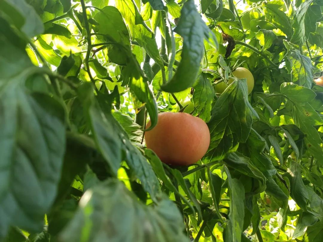 刘龙台镇刘东村：吊蔓甜瓜打开农民致富之路