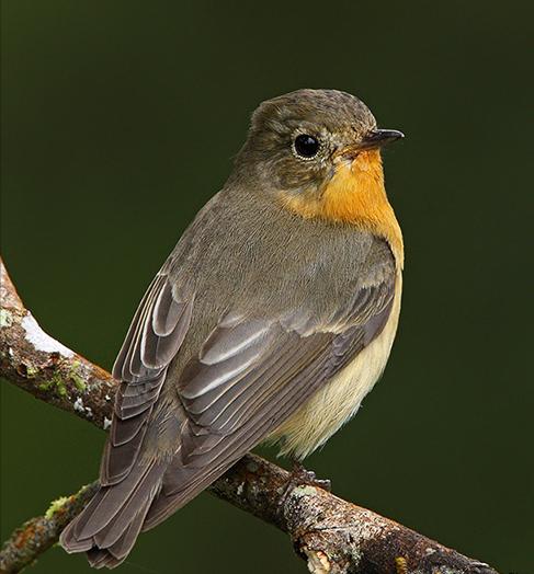 广东常见鸟类图谱和名称图文,东江揽胜鸟类