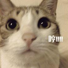 敷尔佳虾青素真假,敷尔佳虾青素是医用面膜么