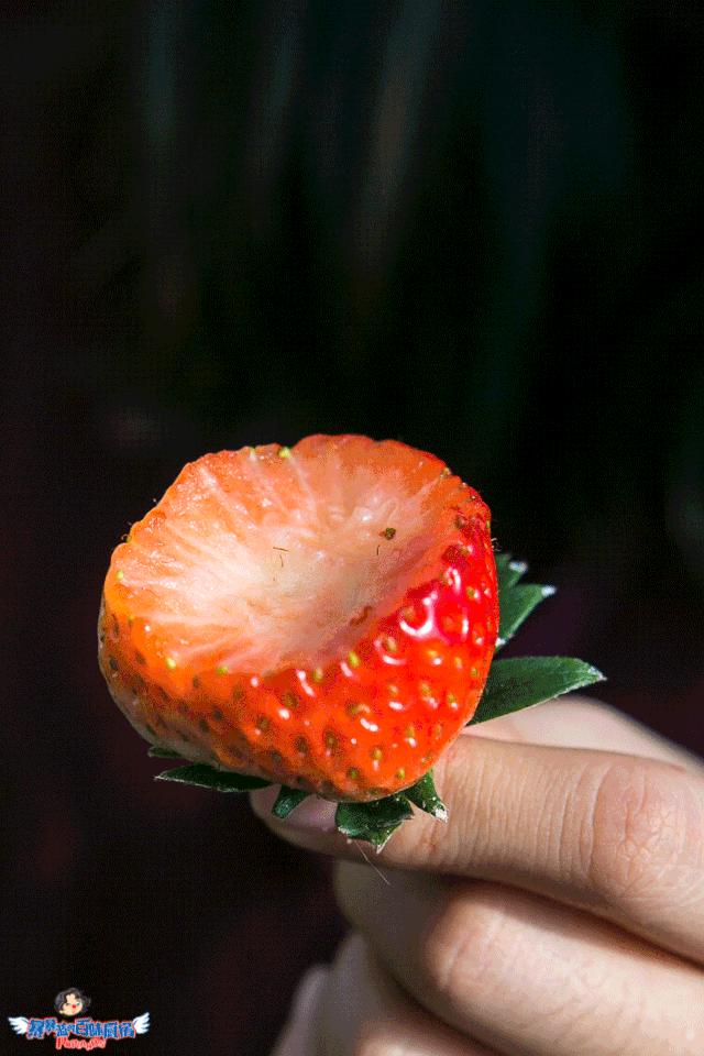 丹东特大久久红草莓,丹东九九大草莓是引进的吗