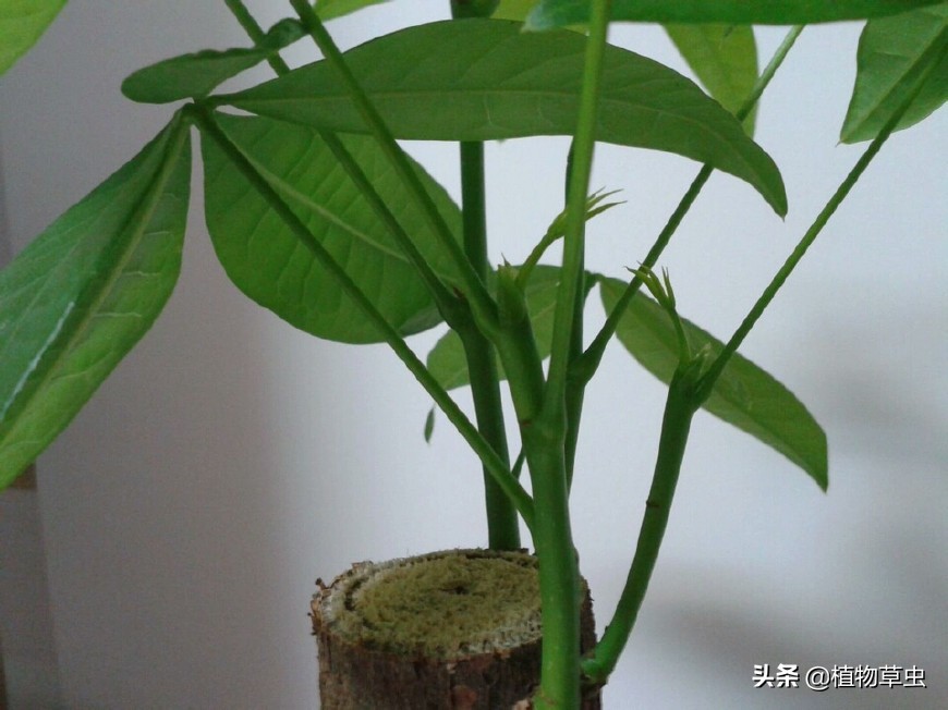 发财树冒芽但就长不起来怎么办,发财树锯到什么位置最容易冒芽
