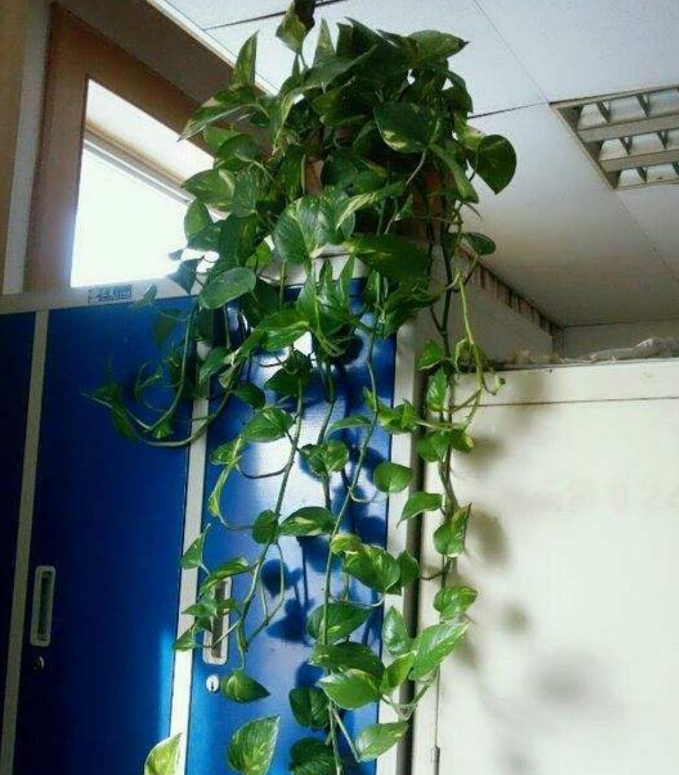 绿萝浇水过多黄叶怎么补救,绿萝浇水过多导致黄叶怎么办