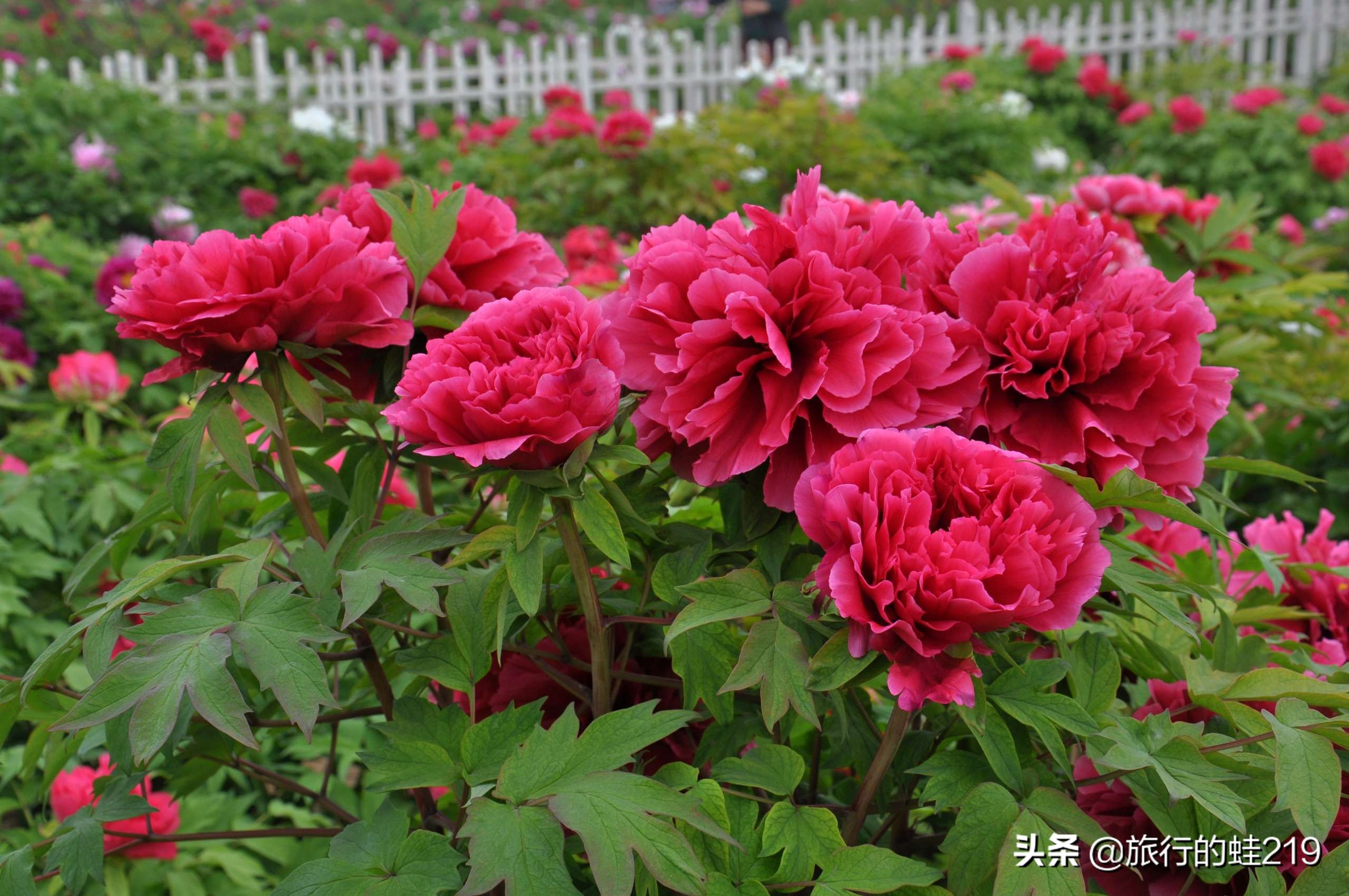 山东菏泽城市最美图片,山东最穷的城市菏泽