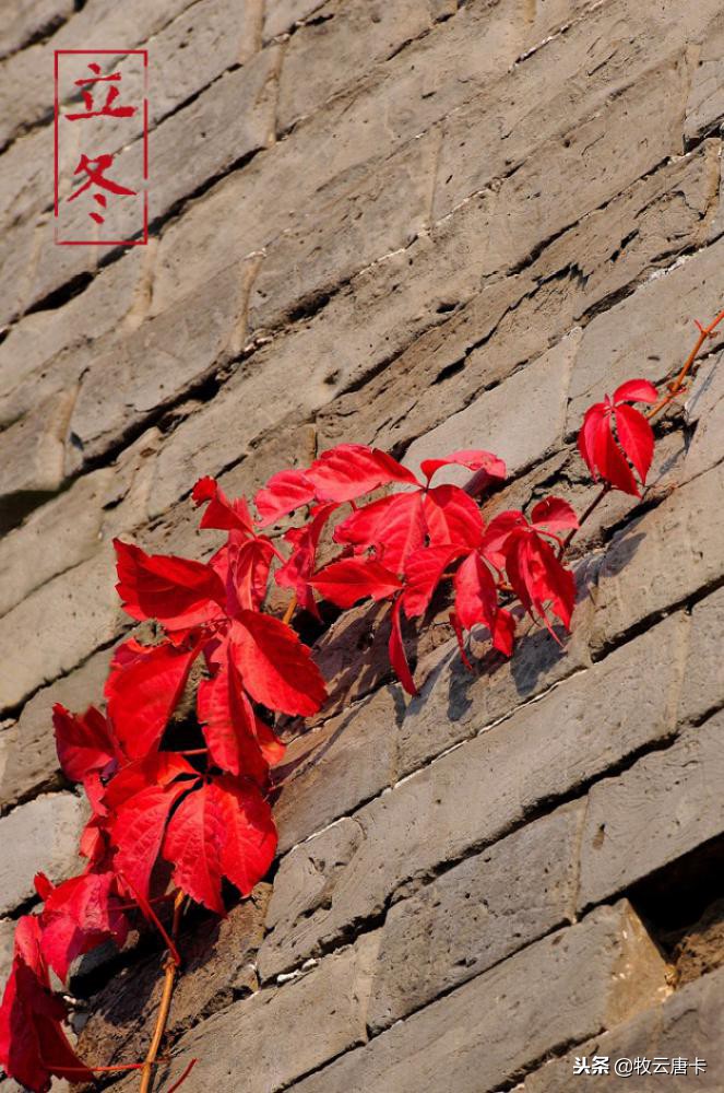 秋风吹尽旧庭柯黄叶,秋风吹尽旧庭柯全文