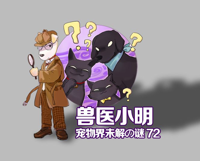 辟谣!狗狗也有生理期?与人类相反,狗狗发情期出血是为了怀孕