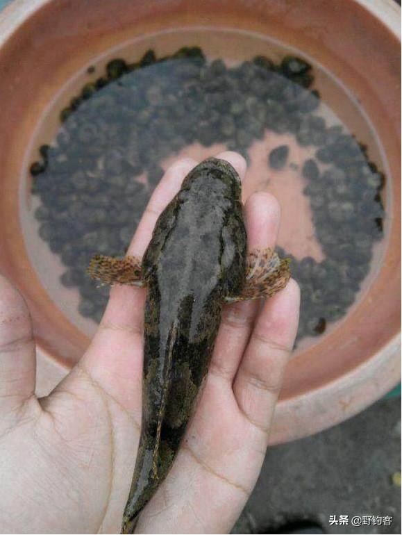 沙塘鳢可以作为观赏鱼吗,常见河鱼沙塘鳢