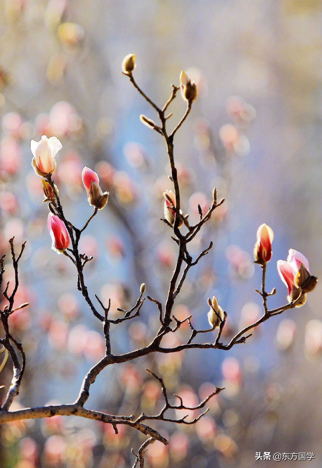 @所有人，周末一起赏玉兰，五处北京玉兰美景