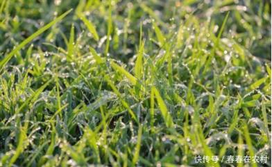 颗粒饲料喂羊注意什么,常见的六种喂羊饲料使用方法