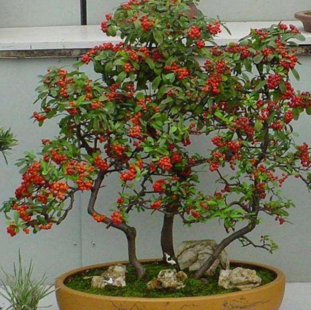 火棘树盆景的养殖方法和注意事项,火棘盆景室内养殖方法有哪些