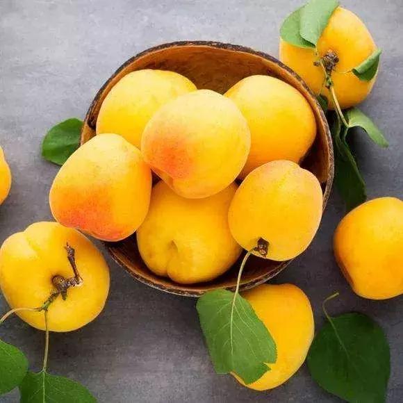 杏是一种什么水果,杏是热带水果么