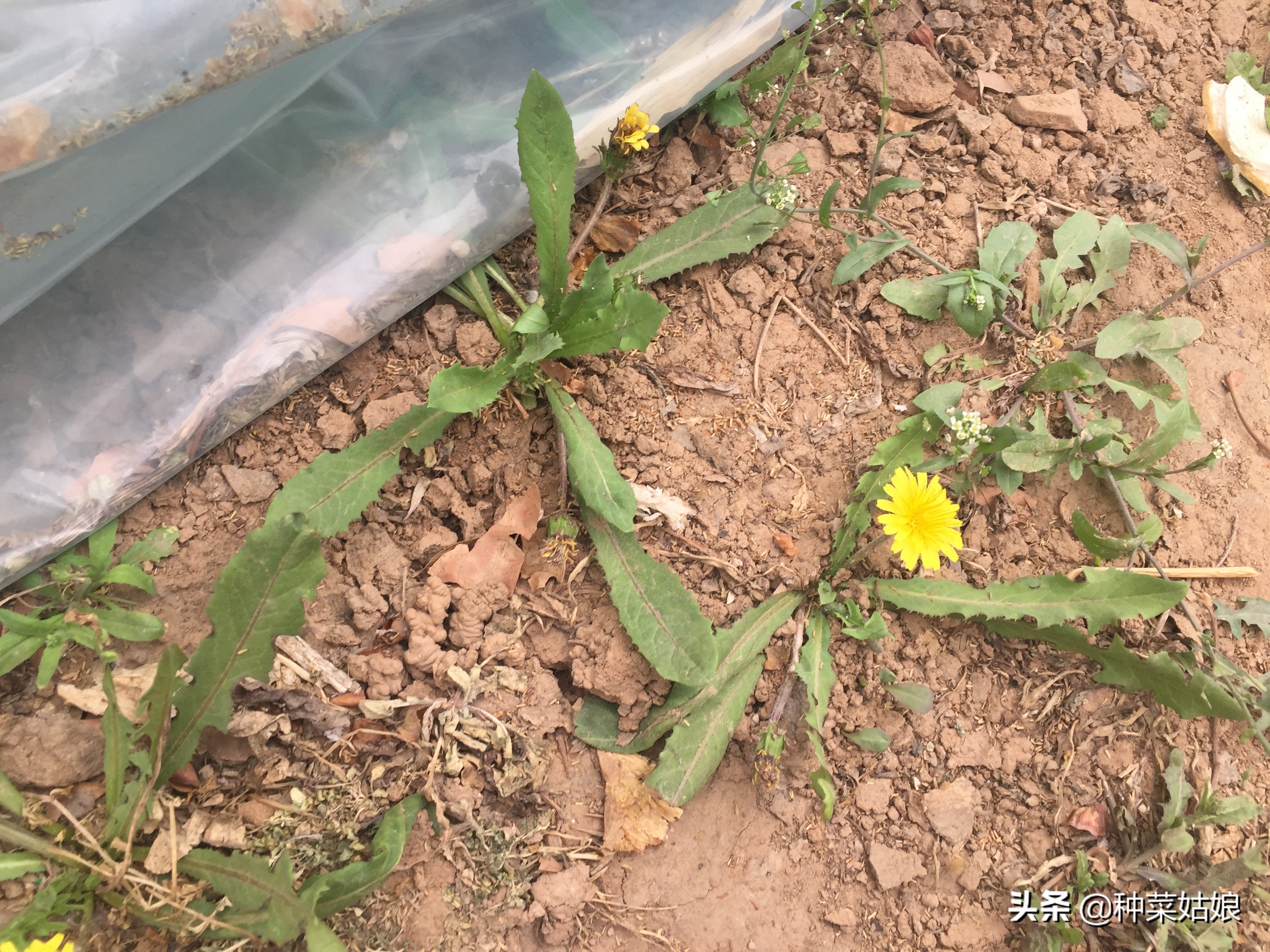 野生蒲公英种子播种方法全过程,蒲公英种子怎样播种怎样移栽