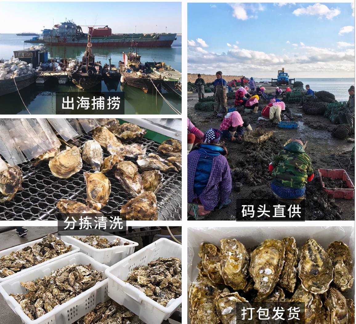 一入豪门深似海下一句是什么,一入蚝门深似海从此虾蟹是路人