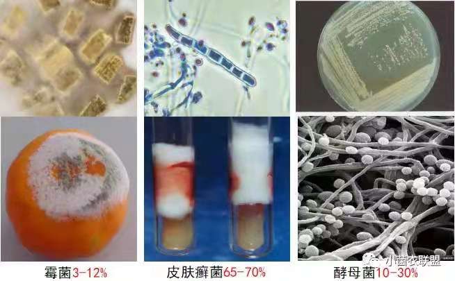 验方治愈一切真菌感染皮肤病,远离真菌