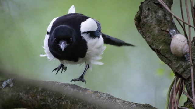 欧洲喜鹊导致婴儿死亡,恶鸟袭击