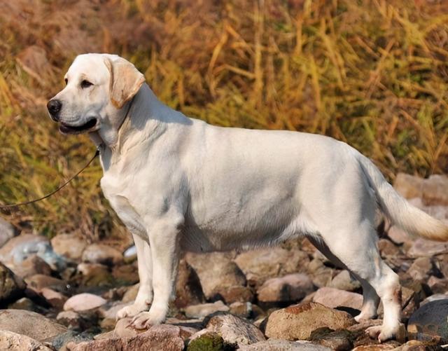 拉布拉多的优点和缺点介绍,拉布拉多吃白菜有什么好处