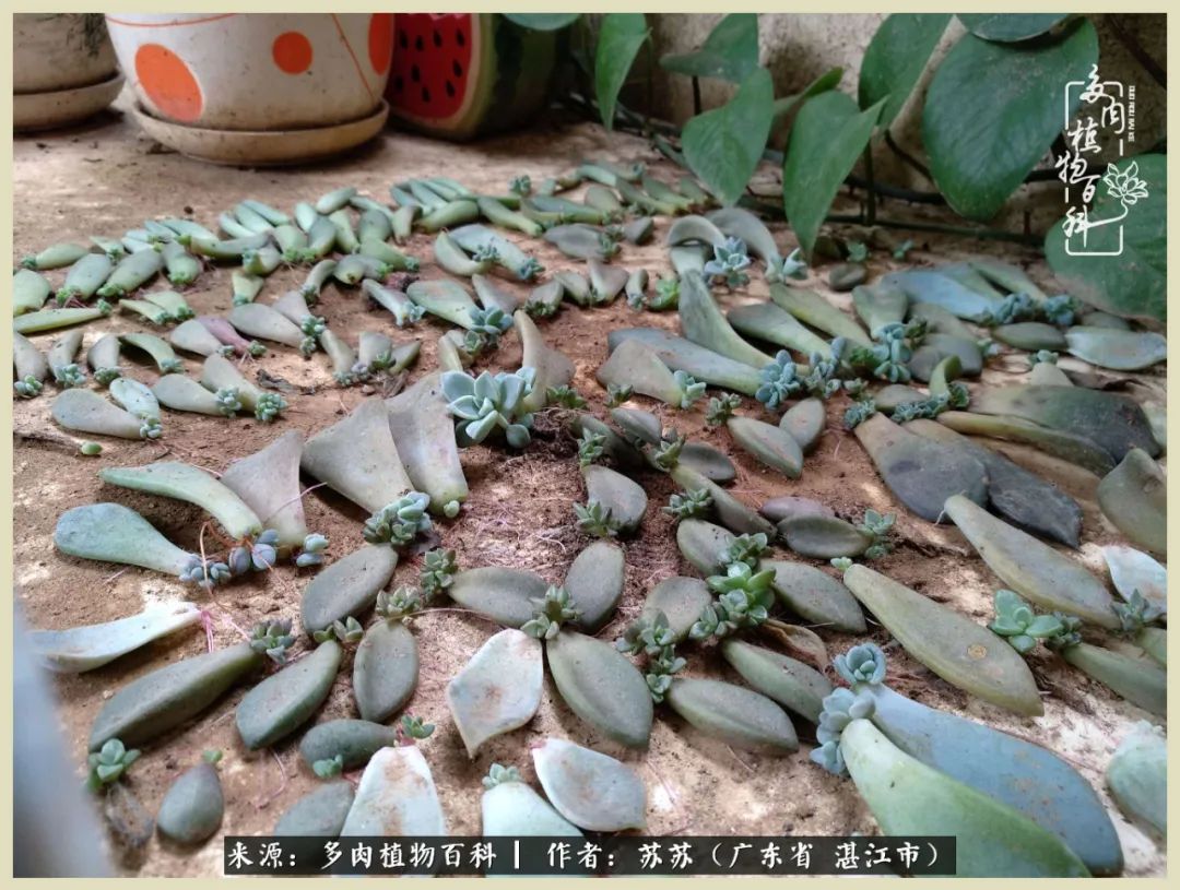 不要辜负与多肉的美好时光,多肉可以给人岁月静好的感觉