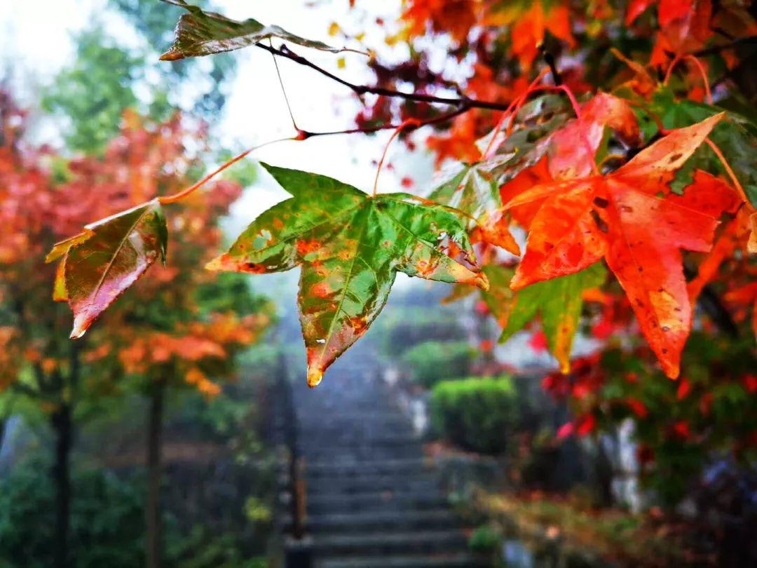 清凉寨春节活动,清凉寨枫叶节