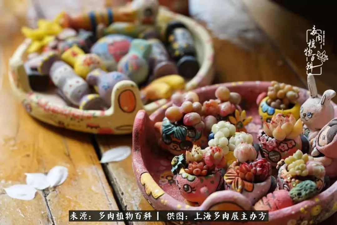 2023多肉展会直播,2023上海多肉植物展