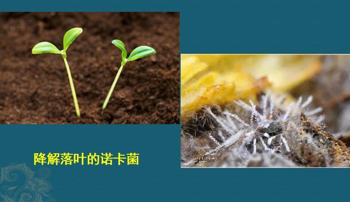 肺诺卡菌感染,当1种分解落叶的细菌,被吸入肺脏