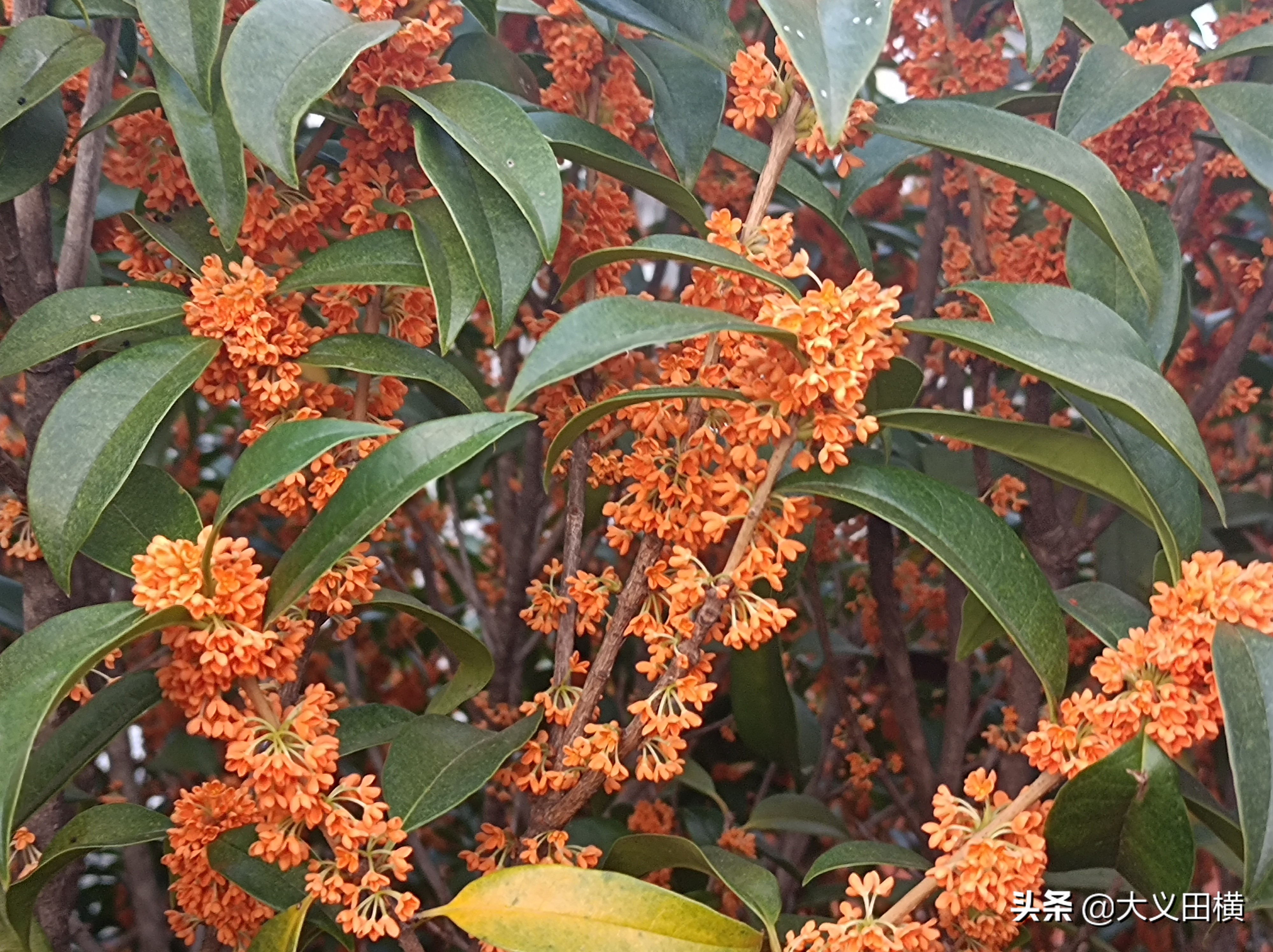 秋天到了金桂有什么变化,金桂为什么没有香味