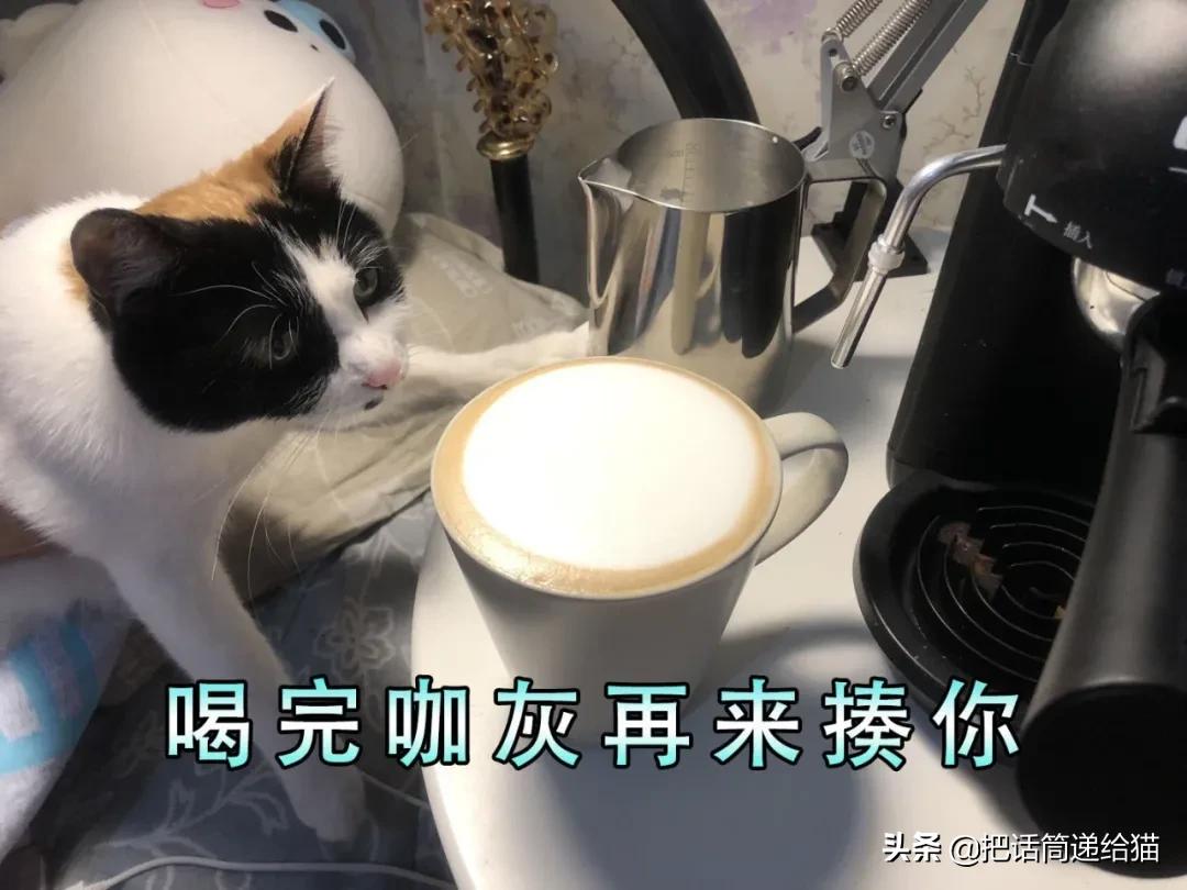 求助！我的猫以为自己是我妈怎么办？