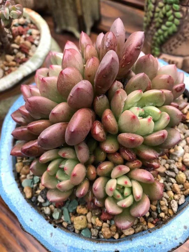 放寒假宿舍植物,暑假放假宿舍多肉怎么办