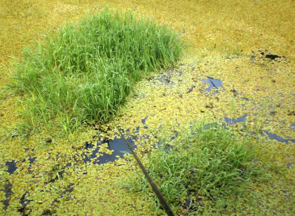 夏季钓野河怎样选钓位,初夏钓野鲫怎么选钓点