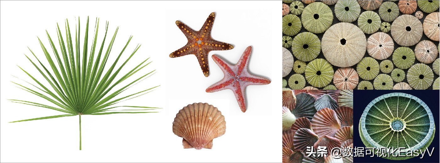 用历史和进化的观点来解释为什么人类喜欢用“饼图”来分析数据