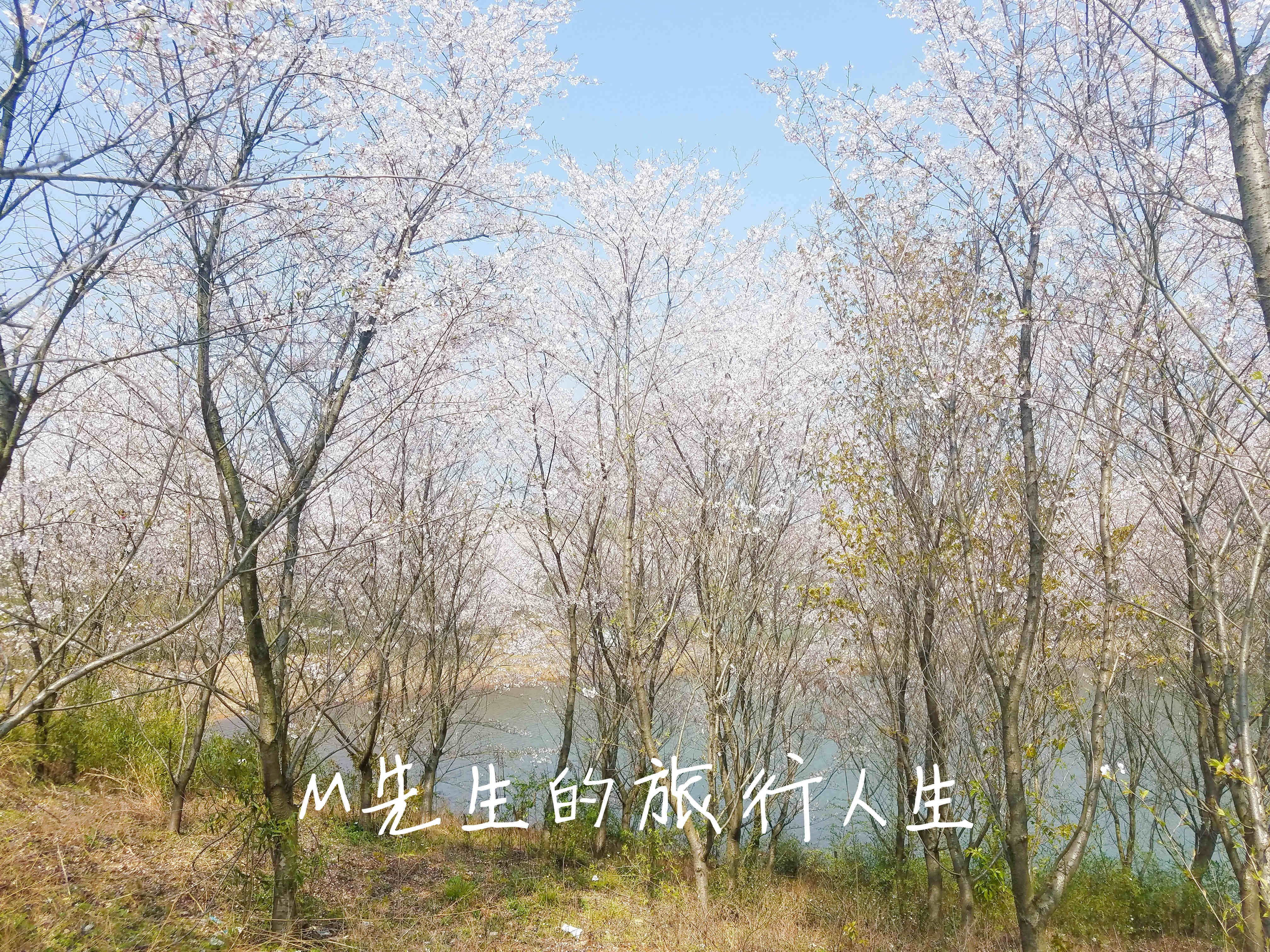 安徽郎溪的千亩樱花林，不逊色于无锡鼋头渚和上海的新赏花处