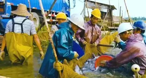 长途运输的鱼怎么入缸,短距离活鱼运输的技巧有哪些