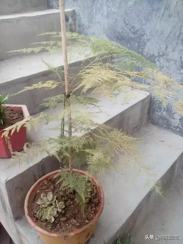 冬季绿植黄叶黑斑怎么解决,冬天植物叶子发黄怎么办