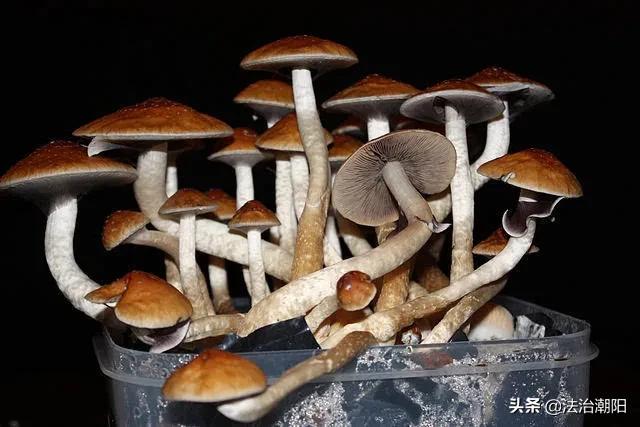 迷幻蘑菇成治疗抑郁症新希望？小心成瘾，出现幻觉！