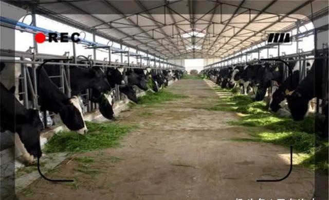 创业致富项目农村种什么赚钱,农村最赚钱的种植创业项目有哪些