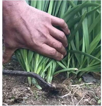 竞彩多特蒙德vs纽卡斯尔,今日竞彩推荐多特蒙德vs切尔西