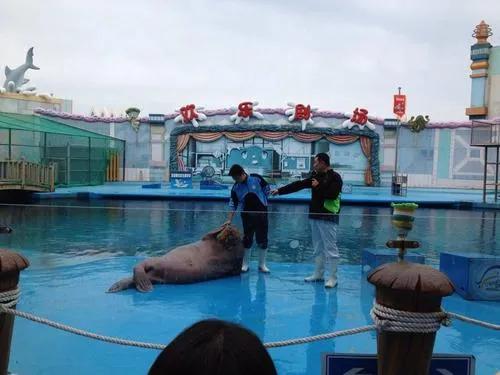 青岛极地海洋馆到底值不值得去,青岛极地海洋馆怎么样值得去吗