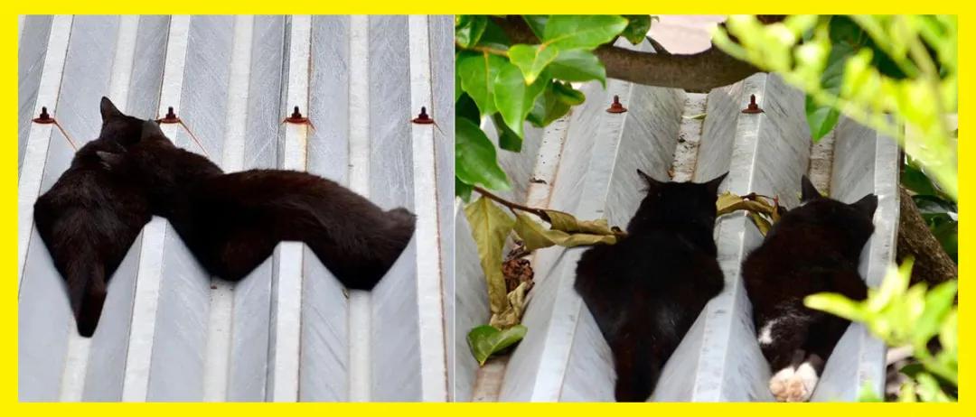 猫咪在地上蜷缩翻滚,猫咪在屋顶的视频