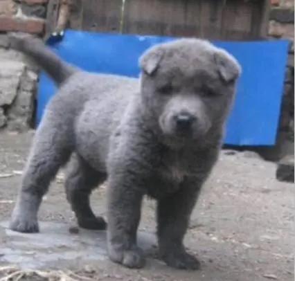 小灰灰的故事合集,小灰灰的故事简短