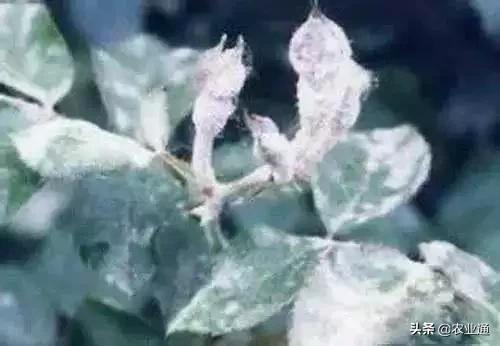 家庭防治虫害的最佳方法,病虫害防治小妙招