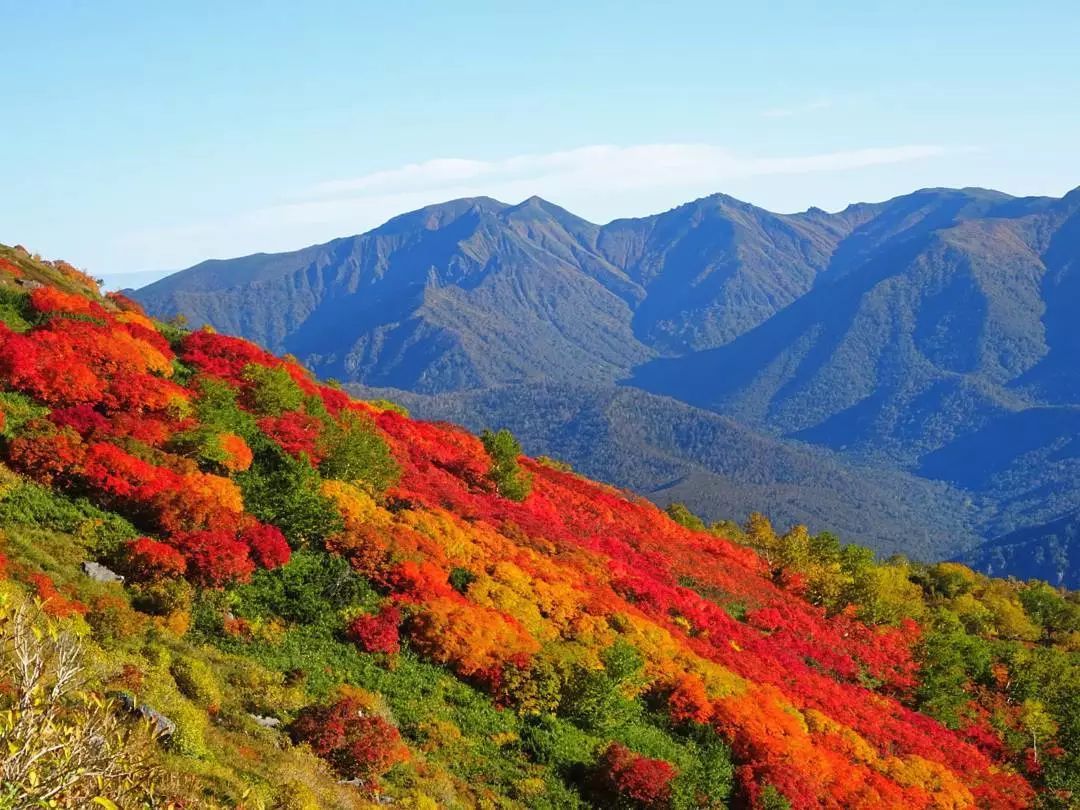 做个‘追枫少女’领略红叶之美！