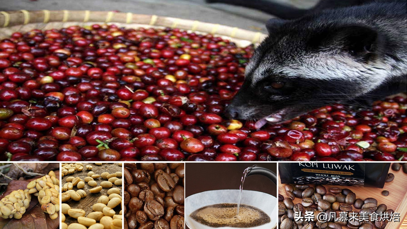 猫屎咖啡多少钱100克,正宗猫屎咖啡一斤多少钱