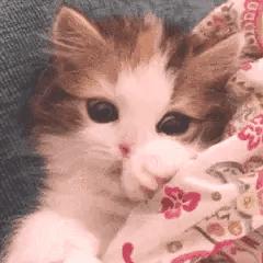 今日表情包第三弹图片,今日表情包收藏