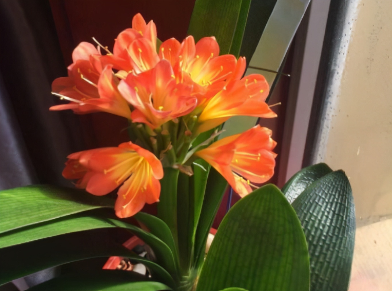 君子兰怎么养才不烂根长得好,君子兰正确养法你养对了吗