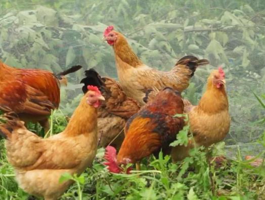 山上放养土鸡可节约什么,散养土鸡的老农