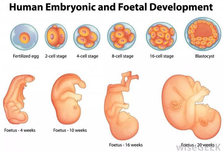 唐筛无创和羊穿的区别,唐筛无创和羊穿的准确率
