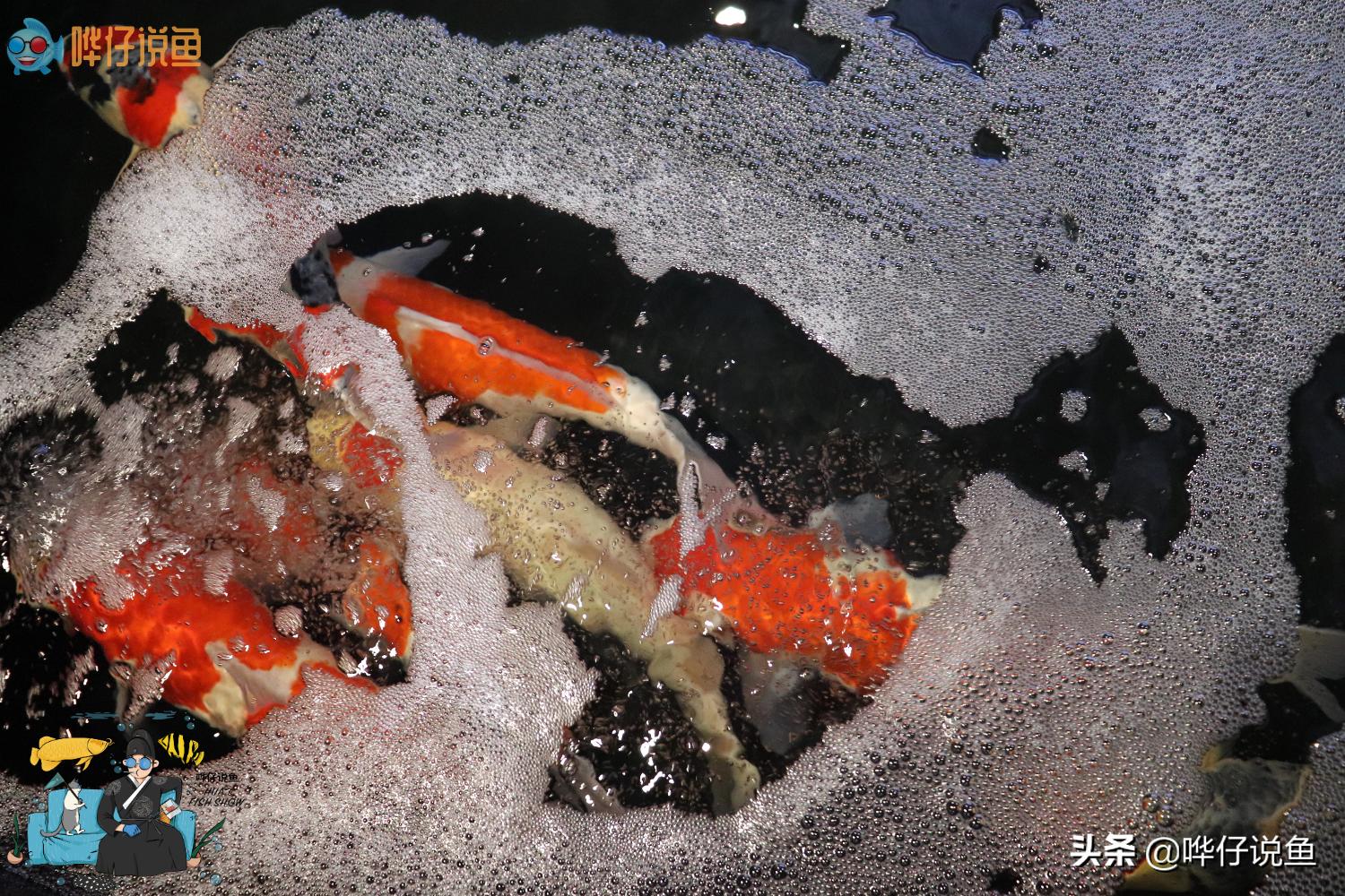 鱼缸外加滤桶好吗,鱼缸需要滤桶吗